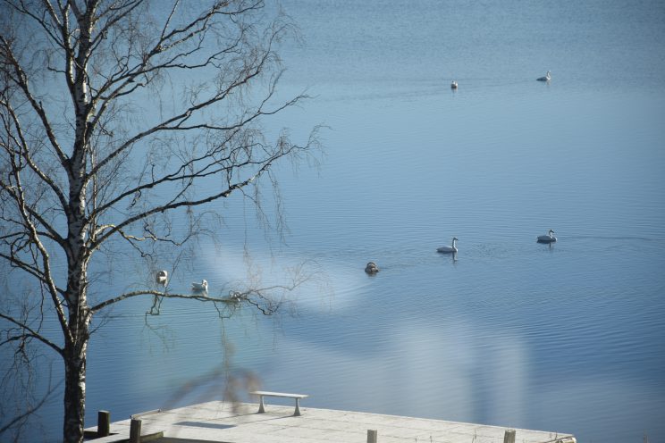 Swans on the lake