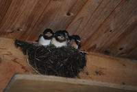 Young swallows (Photo: Renny)